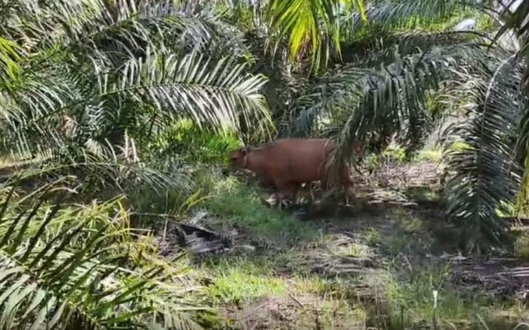 Waspada Curnak, Empat Ekor Sapi Warga Penago Seluma Diangkut Pencuri