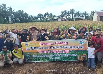 Dukung Program Ketahanan Pangan, Desa Tawang Rejo Seluma Sukses Panen Raya Jagung