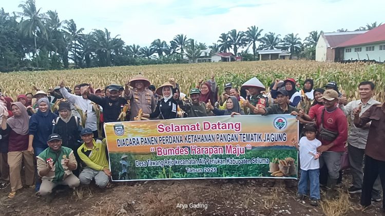 Dukung Program Ketahanan Pangan, Desa Tawang Rejo Seluma Sukses Panen Raya Jagung
