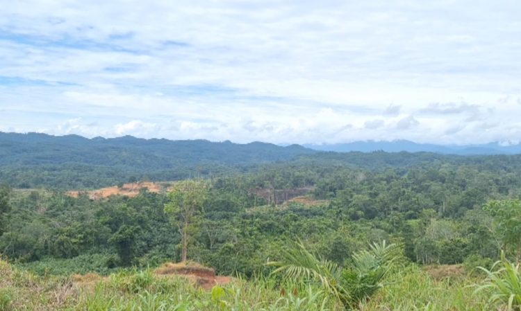 Izin HGU PT Sawit, Gubernur Helmi Bidik 5 Perusahaan Sawit Diduga Merambah Hutan