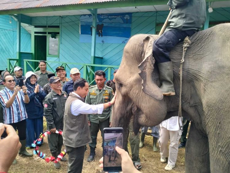 Menhut Raja Juli Antoni Lihat Gajah di Konservasi Sebelat Bengkulu Utara “Misi Penyelamatan”