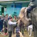 Menhut Raja Juli Antoni Lihat Gajah di Konservasi Sebelat Bengkulu Utara “Misi Penyelamatan”