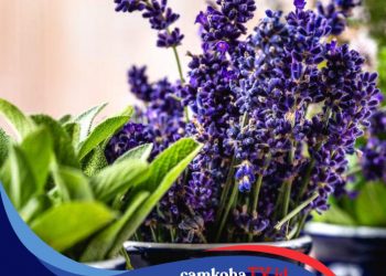 Tanam 7 Tumbuhan Ini di Halaman Rumah, Dijamin Tikus Takut Masuk ke Dalam Rumah