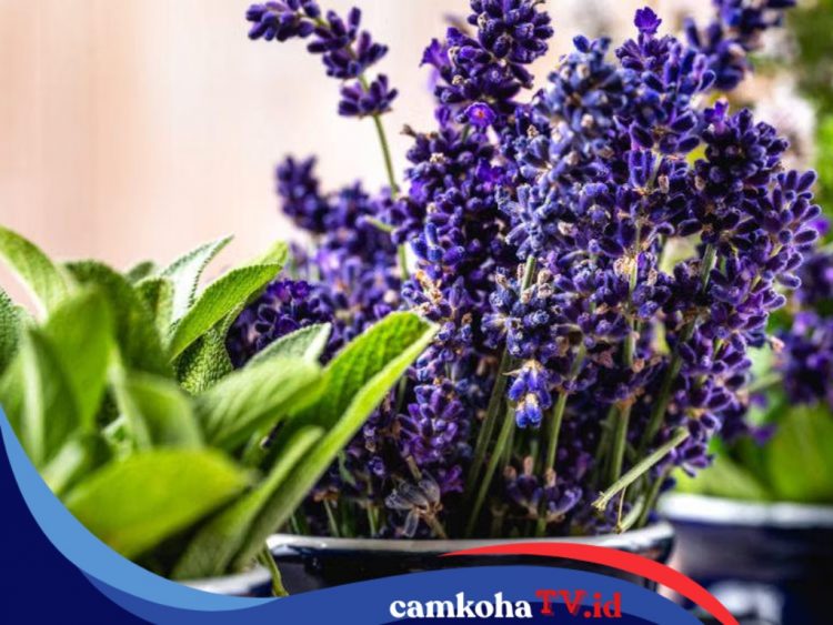 Tanam 7 Tumbuhan Ini di Halaman Rumah, Dijamin Tikus Takut Masuk ke Dalam Rumah