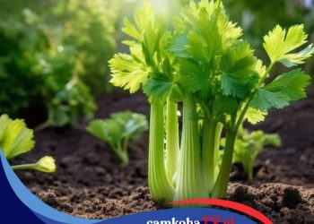 7 Jenis Tanaman Ini Harus Ditanam di Pekarangan Rumah untuk Mengusir Nyamuk