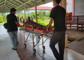 Adu Banteng Honda Revo vs Yamaha Jupiter, Karyawan PT. Mutiara Sawit Seluma MD