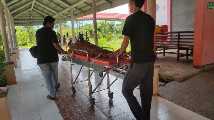 Adu Banteng Honda Revo vs Yamaha Jupiter, Karyawan PT. Mutiara Sawit Seluma MD