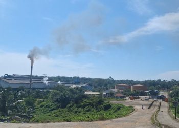 Harga TBS Kelapa Sawit di Bengkulu Jelang Nataru Turun, Tertinggi hanya Rp 3.000 per Kg