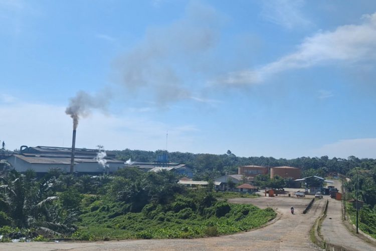 Harga TBS Kelapa Sawit di Bengkulu Jelang Nataru Turun, Tertinggi hanya Rp 3.000 per Kg