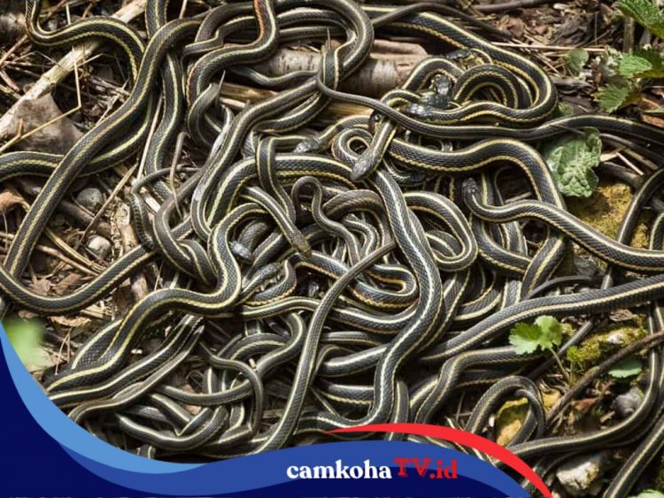 Fenomena Musim Kawin Ular di Kota Narcisse Manitoba Kanada