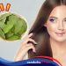 6 Manfaat Rebusan Daun Jambu Biji untuk Rambut