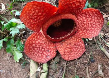 Bunga ke-22 Tahun 2025 Mekar, Rafflesia Kemumu Ensis Tutup Tahun di Bengkulu Utara