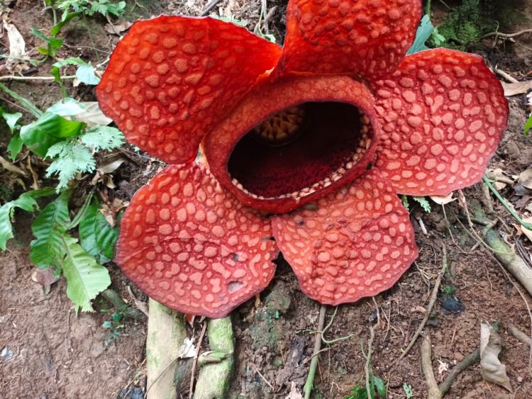 Bunga ke-22 Tahun 2025 Mekar, Rafflesia Kemumu Ensis Tutup Tahun di Bengkulu Utara