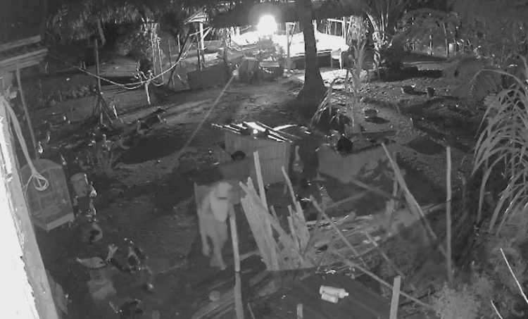 Ada Ninja di Bengkulu Terekam CCTV Sedang Mencuri 25 Ekor Bebek Jantan