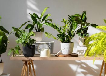 Ingat, Kata Feng Shui Jangan Sampai Letakkan 4 Tanaman Ini di Dalam Ruangan Kalau Tidak Mau Sial