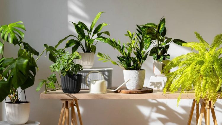 Ingat, Kata Feng Shui Jangan Sampai Letakkan 4 Tanaman Ini di Dalam Ruangan Kalau Tidak Mau Sial