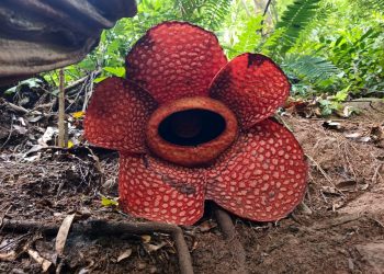 Awal Tahun 2026, Dua Puspa Langka Raksasa Kembali Mekar di Kemumu