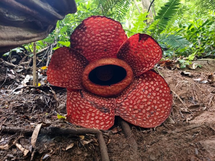 Awal Tahun 2026, Dua Puspa Langka Raksasa Kembali Mekar di Kemumu