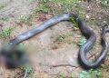 Ular King Kobra Sepanjang 3 Meter Nongkrong di Dapur Rumah Warga Seluma