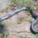 Ular King Kobra Sepanjang 3 Meter Nongkrong di Dapur Rumah Warga Seluma