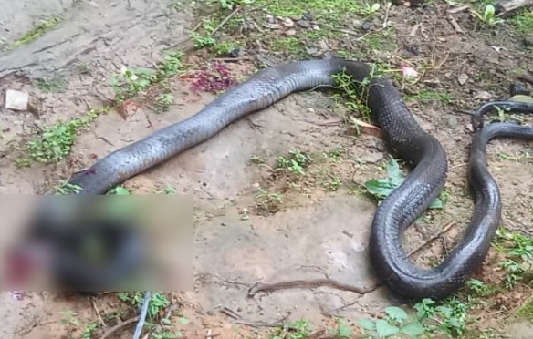 Ular King Kobra Sepanjang 3 Meter Nongkrong di Dapur Rumah Warga Seluma