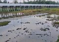 Pelajar SD Tenggelam Saat Cari Ikan di Bawah Jembatan Elevated Danau Dendam Bengkulu