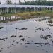 Pelajar SD Tenggelam Saat Cari Ikan di Bawah Jembatan Elevated Danau Dendam Bengkulu