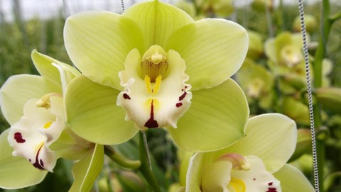 5 Tanaman Hias Paling Mahal di Dunia, Harganya Setara Mobil Mewah