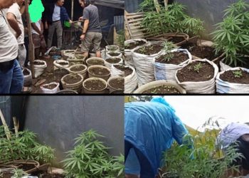 Residivis Ditangkap Polisi “Niatnya Berkebun Tapi Salah Pilih Tanaman”