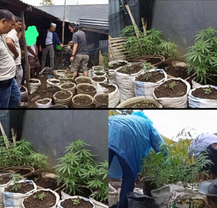 Residivis Ditangkap Polisi “Niatnya Berkebun Tapi Salah Pilih Tanaman”