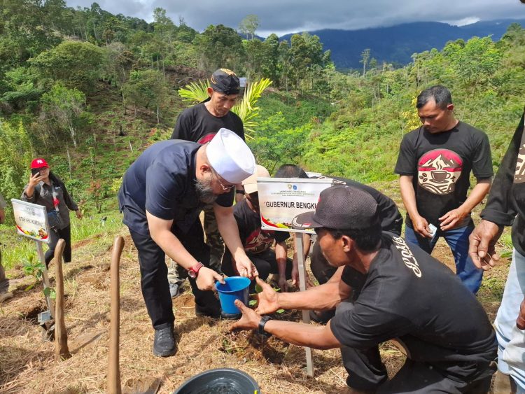 Gubernur Bengkulu Helmi Hasan Launching Penanaman Bibit Kopi Merah Putih di Lebong
