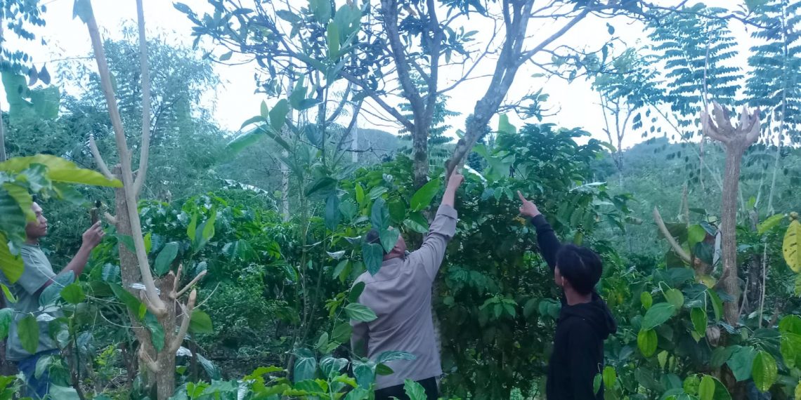 Pamit ke Kebun, Bendahara Puskesmas Muara Langkap Ditemukan Tewas di Pohon Mangga