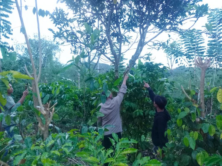 Pamit ke Kebun, Bendahara Puskesmas Muara Langkap Ditemukan Tewas di Pohon Mangga