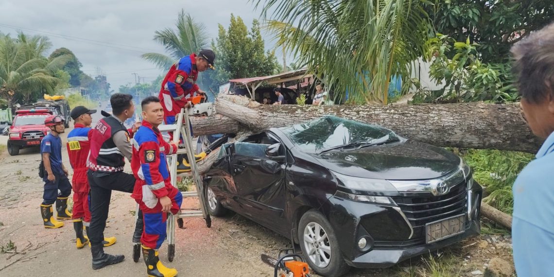 Mobil Operasional PT. PLN Bengkulu Ringsek Dihantam Pohon Mahoni Tumbang