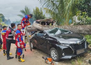 Mobil Operasional PT. PLN Bengkulu Ringsek Dihantam Pohon Mahoni Tumbang