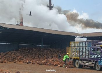 Memasuki Bulan Ramadhan, Harga TBS Kelapa Sawit di Seluma Mulai Merosot