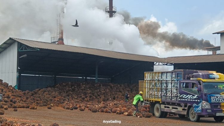Memasuki Bulan Ramadhan, Harga TBS Kelapa Sawit di Seluma Mulai Merosot