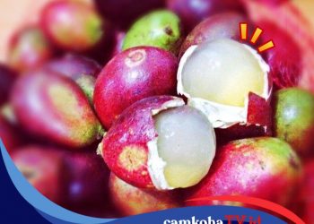 Buah yang Banyak Disukai, Ini Manfaat Buah Matoa untuk Kecantikan dan Kesehatan