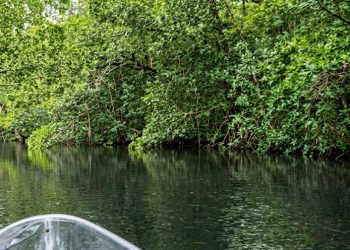 Pegang 60 Persen Mangrove Bengkulu, Bengkulu Utara Perkuat Kendali Lewat KKM