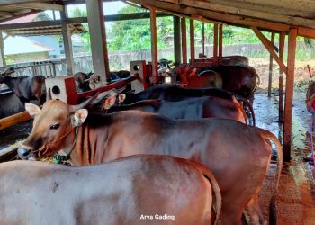 Jumlah Hewan Kurban di Seluma untuk Hari Raya Idul Adha 1447 H Mencapai 4.936 Ekor, Cek Lokasi Sebarannya di Sini