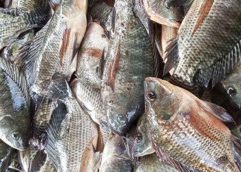 Pemkab Bengkulu Selatan Ekspansi Budidaya Ikan Nila